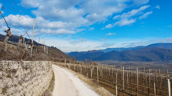 Traumurlaub in den Hotels in Tramin Weinberge an einem sonnigen Tag mit blauem Himmel und Bergblick