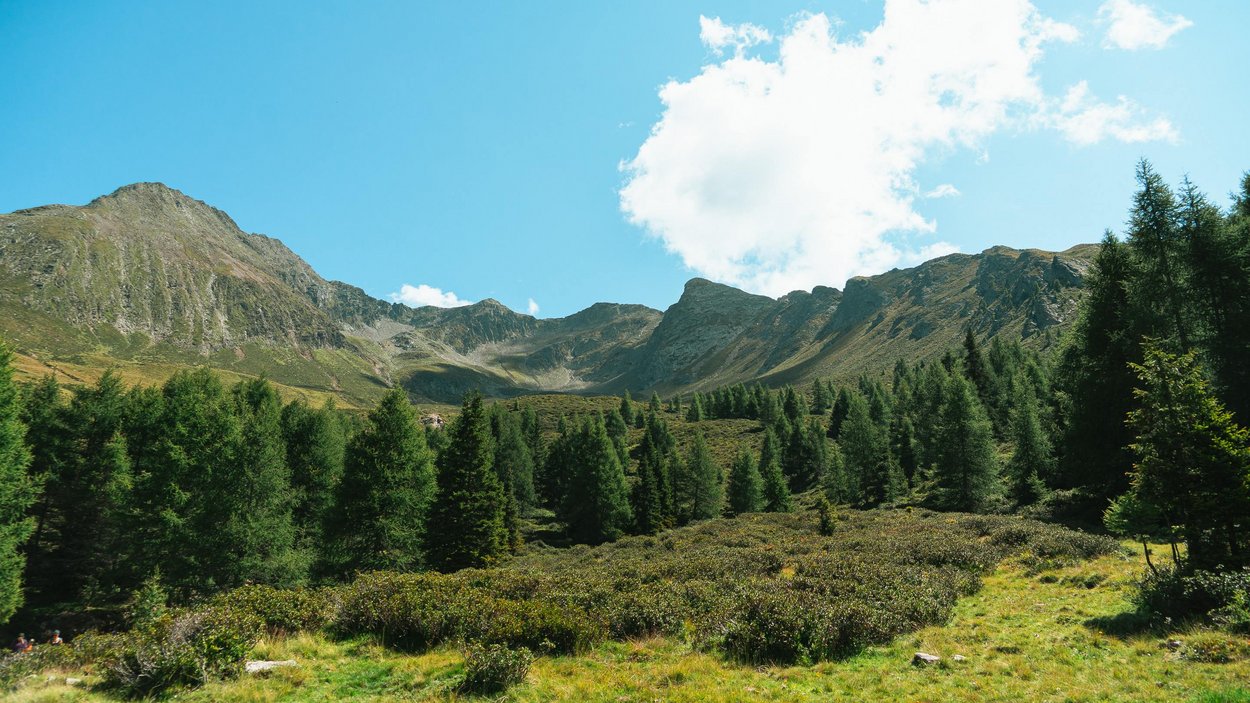 Punta Cervina: la cima più alta delle Alpi Sarentine Prato verde con alberi di conifere e montagne sotto cielo azzurro con nuvole