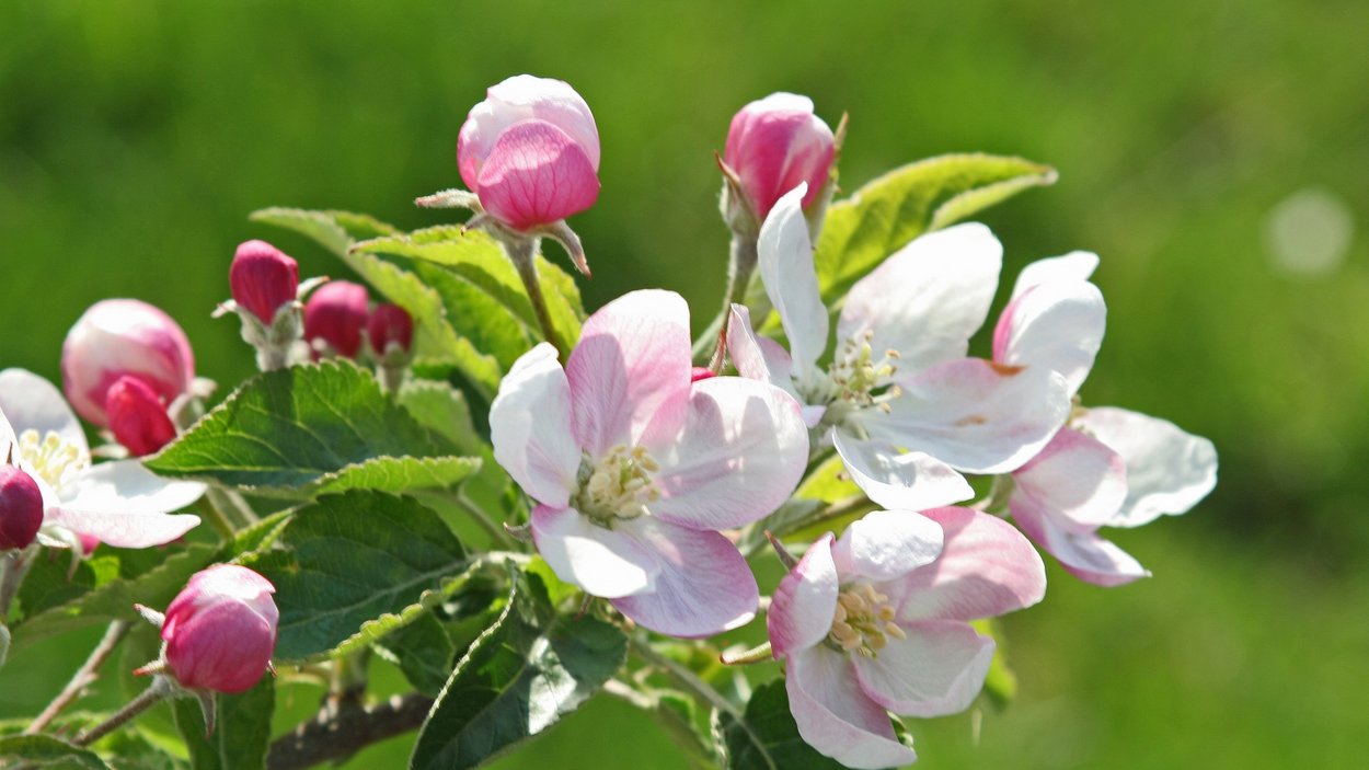 Apfelblüte in Südtirol Apfelblüte in Südtirol