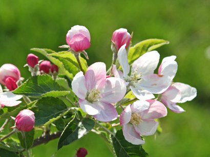 Attrazioni in Alto Adige Ramo di melo con fiori rosa e bianchi e foglie verdi su sfondo verde