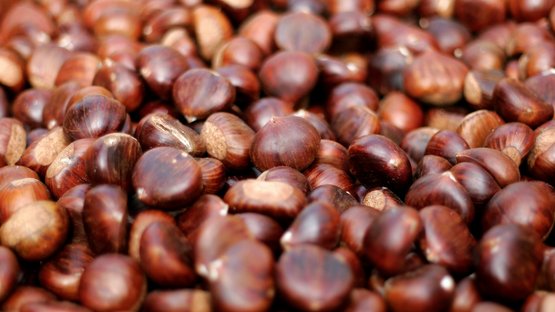 Mit dem Stegener Markt bereit für den Winter Nahaufnahme von braunen, glänzenden Kastanien