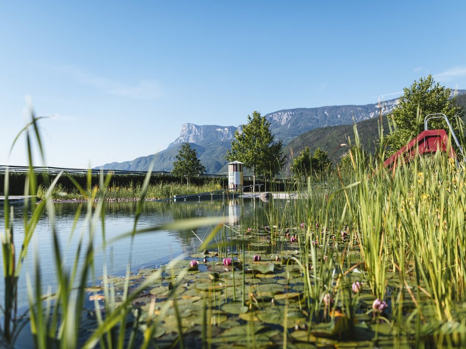 Das Naturbad Gargazon Natürlicher Schwimmteich mit Seerosen und Berge im Hintergrund bei klarem Himmel