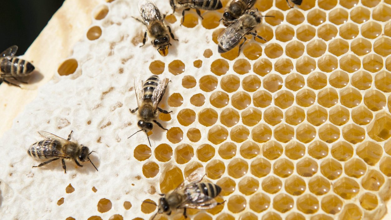 Imkereimuseum Plattner Bienenhof Bienen auf Honigwabe mit Honig in sechseckigen Zellen