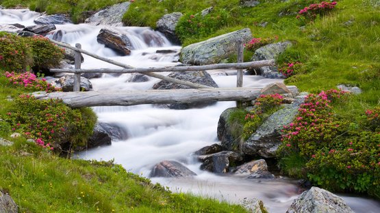 Nel Parco naturale Monte Corno la natura è la regina indiscussa Ponte di legno su un ruscello di montagna con fiori e rocce