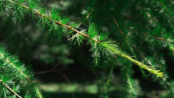 Biotopo Prader Sand Primo piano di rami di pino verdi nella foresta