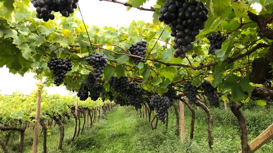 Gaumenfreuden und neuer Wein Reife Trauben hängen an Weinreben in einem grünen Weinberg
