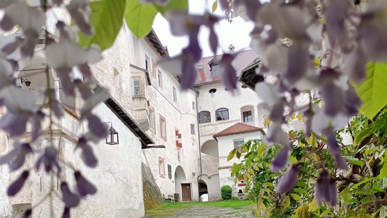 Schloss Rodenegg Blick durch Blüten auf den Innenhof eines historischen Schlosses mit grünem Gras