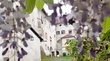 Schloss Rodenegg Blick durch Blüten auf den Innenhof eines historischen Schlosses mit grünem Gras