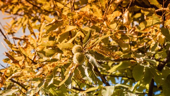 Le castagne arrostite al Törggelen Castagno autunnale con foglie verdi e gialle