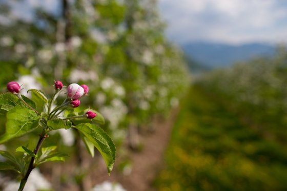 Trentino-Südtirol entdecken Knospende Apfelblüten in einem Obstgarten im Frühling