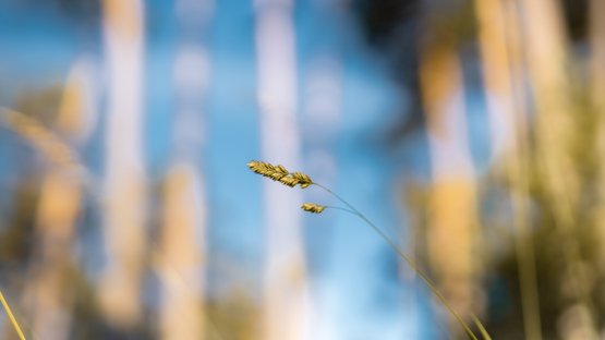 Am Fennberger See seltene Pflanzen entdecken Nahaufnahme von Gras vor verschwommenem Hintergrund mit blauem Himmel