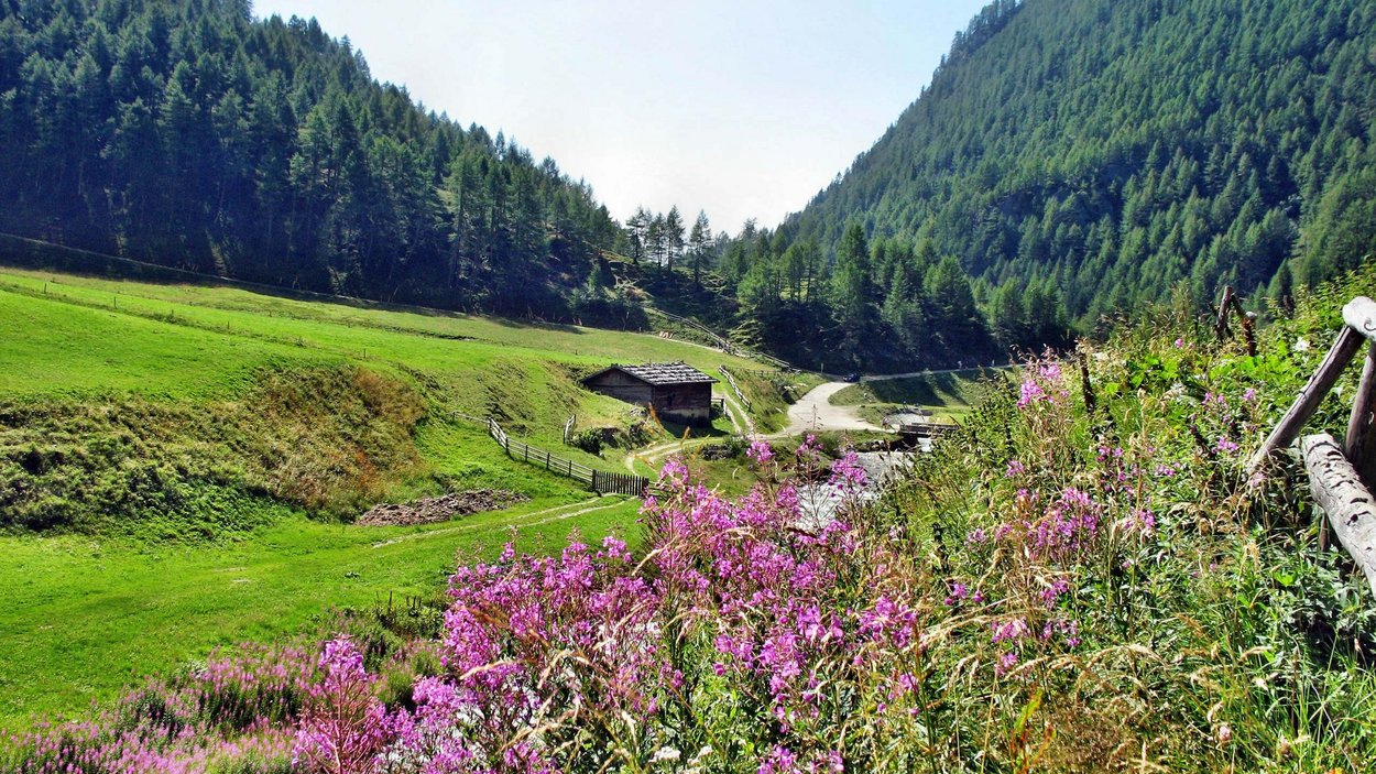 Hotels Vals: Urlaub in den Bergen Blühende Wildblumen in einem grünen Tal mit Bergen und Holzhütte