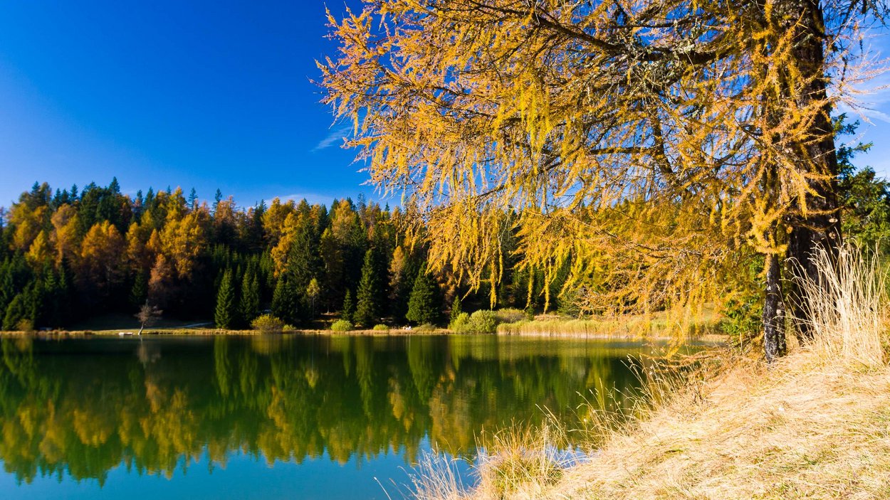 Felixer Weiher – Badesee mit Wow-Effekt Herbstlicher See mit gelben Bäumen und klarem blauem Himmel
