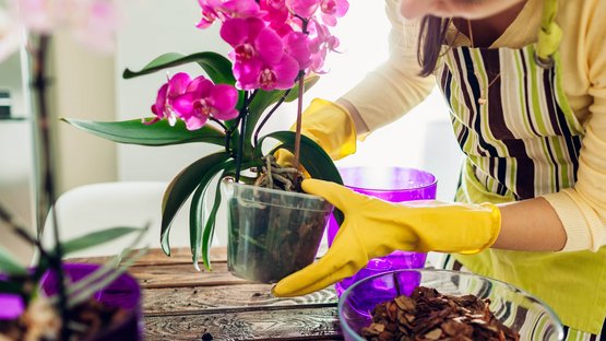 Orchideenwelt Raffeiner in Südtirol Frau mit gelben Handschuhen pflegt eine Orchidee in einem Topf zu Hause