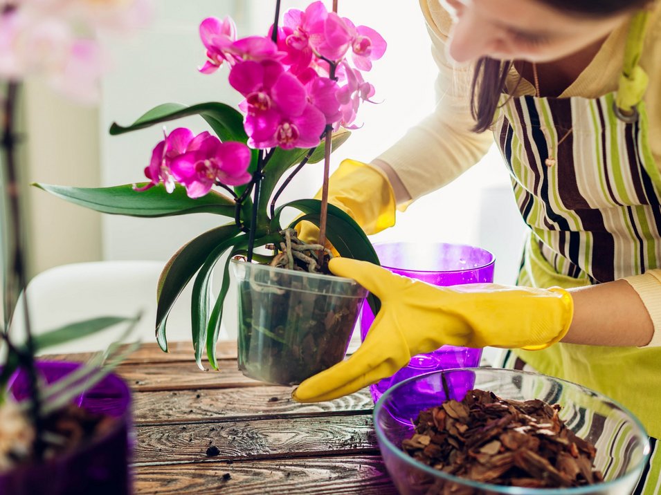 Orchideenwelt Raffeiner in Südtirol Frau mit gelben Handschuhen pflegt eine Orchidee in einem Topf zu Hause