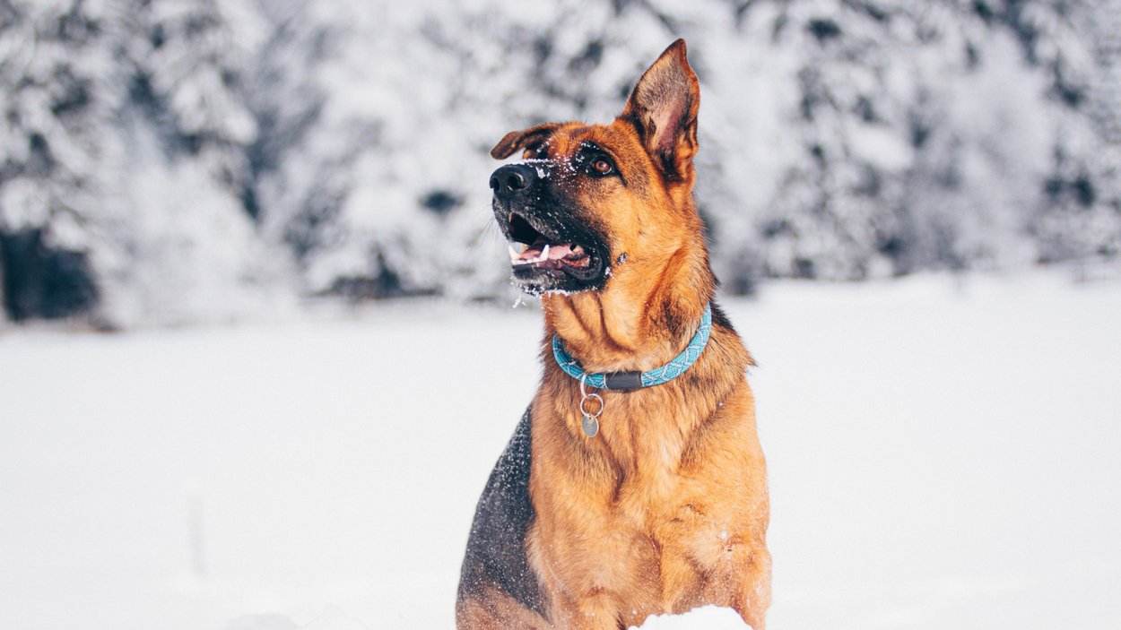 Hundehotels Südtirol – hundefreundlich Urlaub genießen Hundehotels Südtirol – hundefreundlich Urlaub genießen
