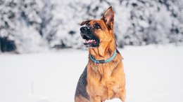 ABINEA Dolomiti Romantic SPA Hotel Deutscher Schäferhund sitzt aufmerksam im Schnee mit blauem Halsband