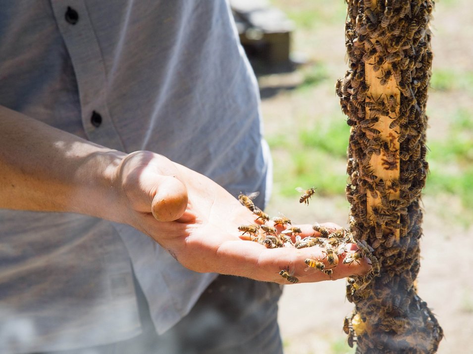 Imkereimuseum Plattner Bienenhof Hand mit Bienen und Bienenstock im Freien