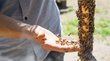 Imkereimuseum Plattner Bienenhof Hand mit Bienen und Bienenstock im Freien
