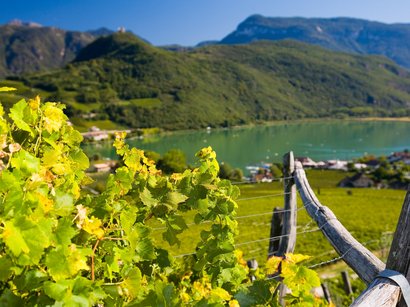 Galleria Civica di Bolzano Vite con sfondo di montagne e lago sotto un cielo limpido
