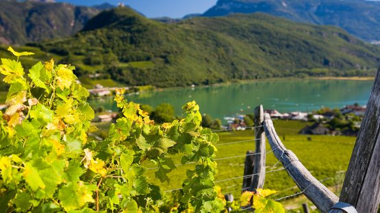 Kalterer See: Urlaub an der Südtiroler Weinstraße Weinreben mit Berg- und Seehintergrund unter klarem Himmel