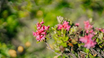 Altopiano del Monte Pana Ape che vola verso fiori rossi su una pianta verde