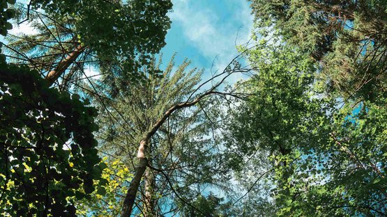 I larici secolari della Val d’Ultimo, i più antichi d’Europa Vista verso l'alto di alberi e cielo blu in una foresta