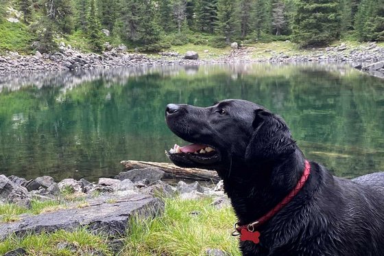 Hundehotels in Südtirol – hundefreundlicher Urlaub Schwarzer Hund mit rotem Halsband vor Bergsee und Tannenwald