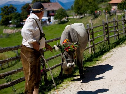 Etimologia del termine Törggelen Uomo in abiti tradizionali conduce una mucca con decorazioni floreali su un sentiero di montagna