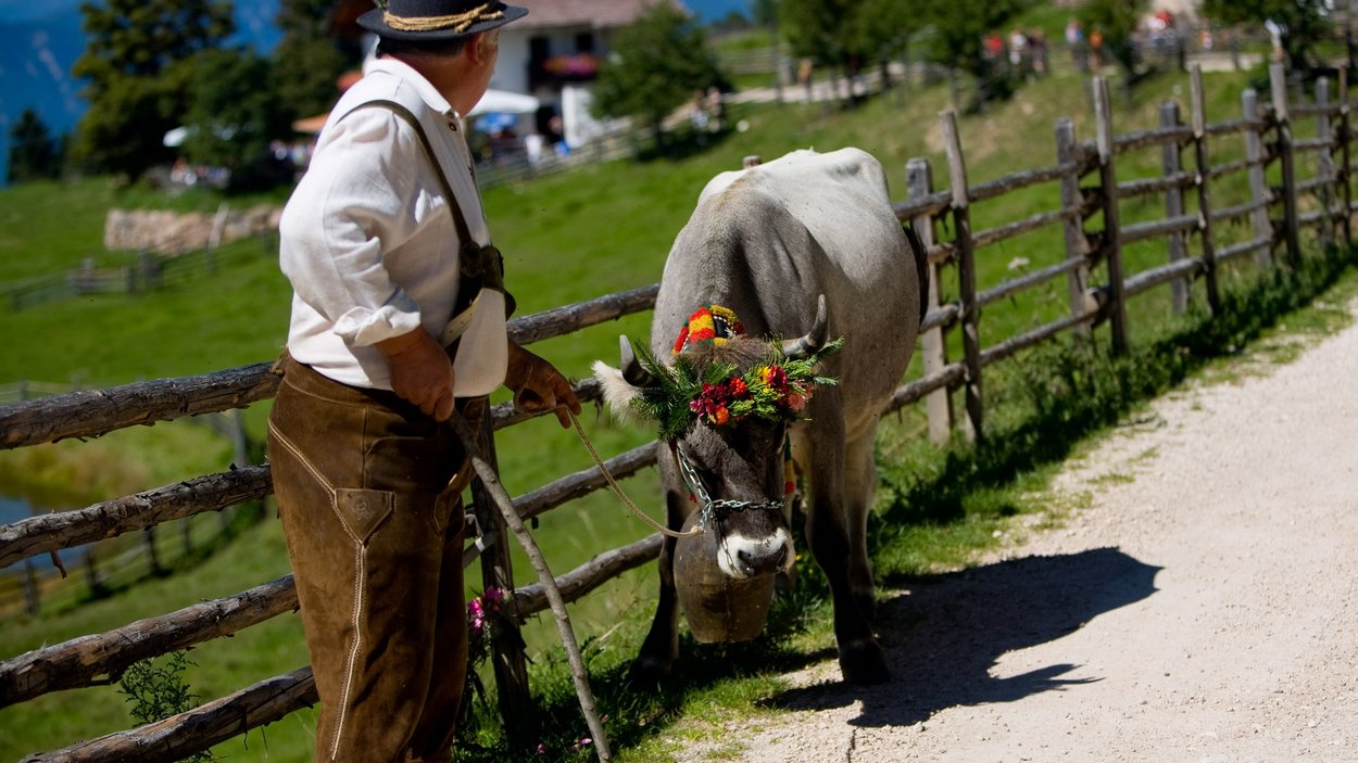 Transumanza in Alto Adige: un’importante tradizione Transumanza in Alto Adige: un’importante tradizione