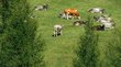 Wandern auf der Rodenecker und Lüsner Alm Kühe liegen und grasen auf grüner Wiese zwischen Nadelbäumen in Alpenlandschaft