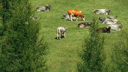 Parco naturale Vedrette di Ries-Aurina Mucche sdraiate e che pascolano su prato verde tra alberi sempreverdi in montagna
