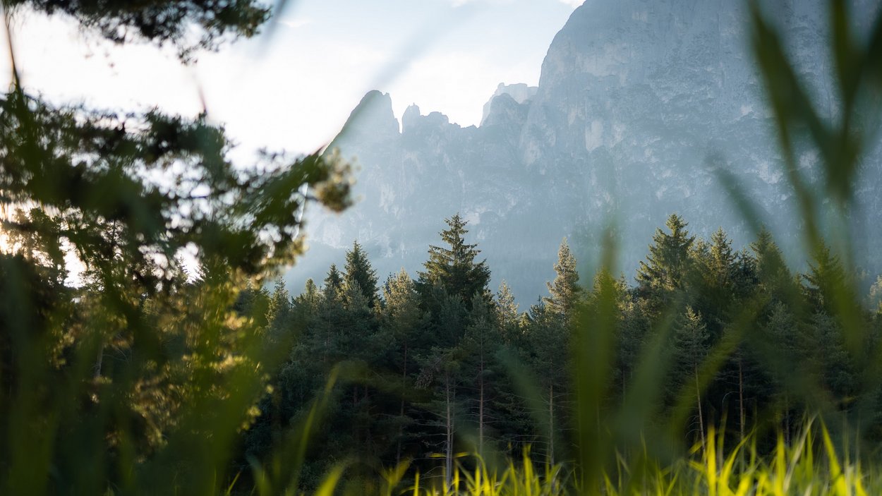 Il vostro hotel a Fiè allo Sciliar Luce del sole attraverso l'erba su una foresta di conifere con montagna sullo sfondo