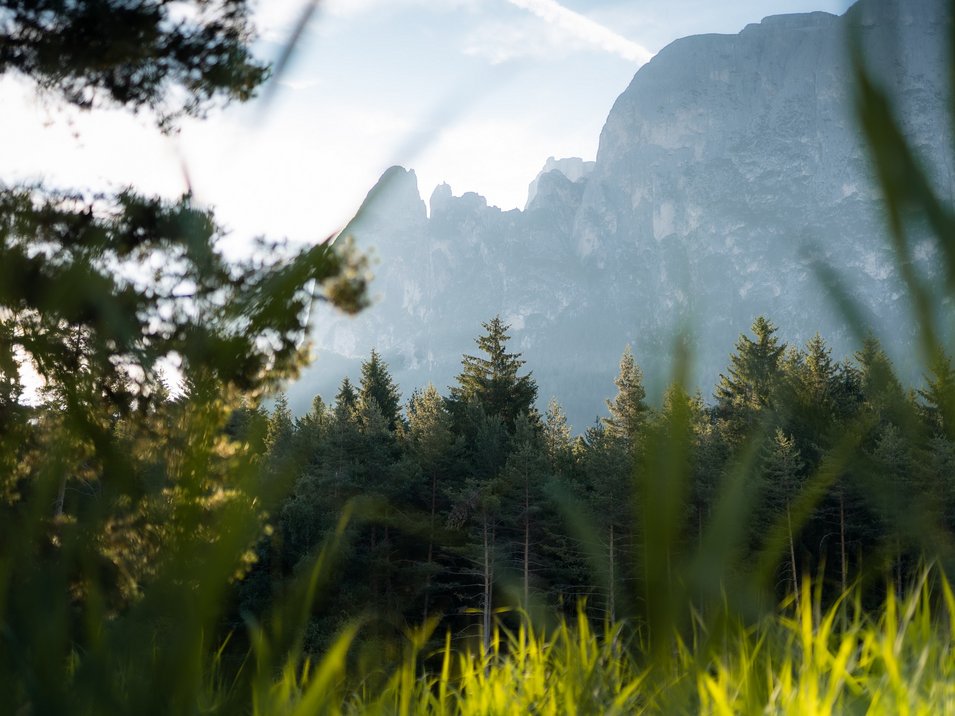 Schlern – unverwechselbares Bergmassiv Sonnenlicht scheint durch Gras auf einen Nadelwald mit Berg im Hintergrund