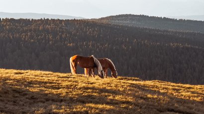 Picco Palù Due cavalli che pascolano su una collina soleggiata con foresta e montagne sullo sfondo
