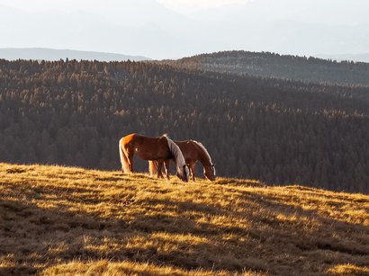 Il regno di Re Laurino Due cavalli che pascolano su una collina soleggiata con foresta e montagne sullo sfondo