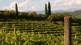 Hotel a Scena presso Merano Vigneto con filari di viti verdi e palo di legno ricoperto di muschio in primo piano
