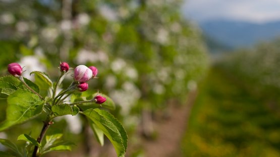 Apfelblüte in Südtirol Nahaufnahme von Apfelblütenknospen in einem Obstgarten im Frühling
