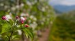 Fioritura dei meli in Alto Adige Primo piano di gemme di fiori di melo in un frutteto primaverile