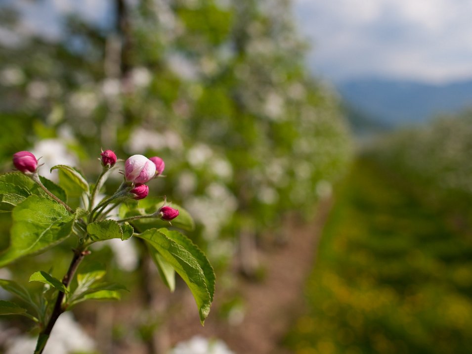 Apfelblüte in Südtirol Apfelblüte in Südtirol