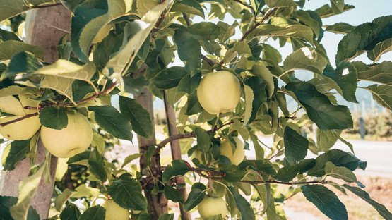 Genießerhotels in Natz-Schabs Grüne Äpfel hängen an einem sonnigen Apfelbaumzweig