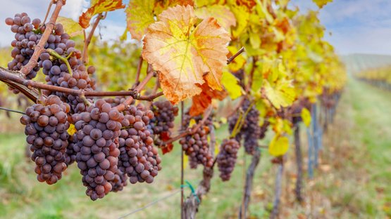 Hotels Nals: Urlaub an der Südtiroler Weinstraße Reife Traubenzweige mit gelb-orangefarbenen Blättern auf einem Weinberg