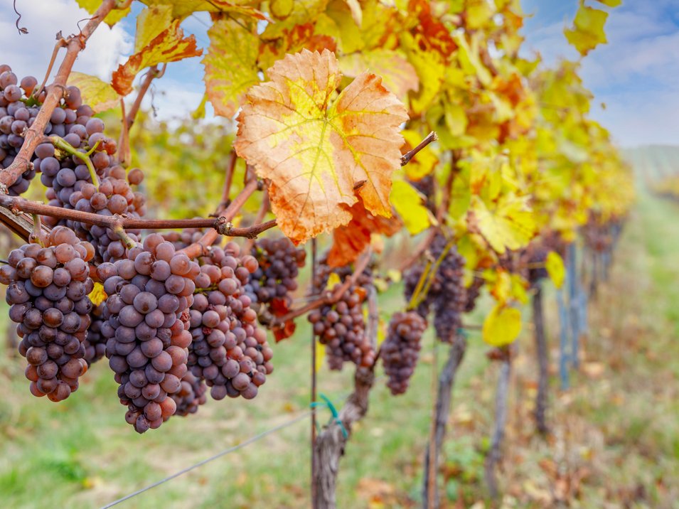 L'origine del Törggelen in Alto Adige Grappoli d'uva matura su viti in un vigneto d'autunno