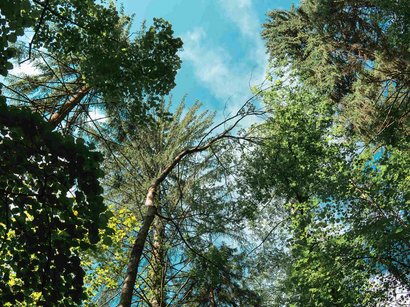 Ferragosto in Alto Adige Vista verso l'alto tra alberi verdi e cielo azzurro in una foresta