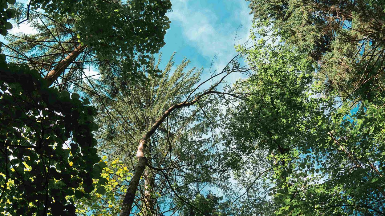 Die eindrucksvollsten Wasserfälle Südtirols Blick nach oben durch grüne Bäume auf blauen Himmel im Wald