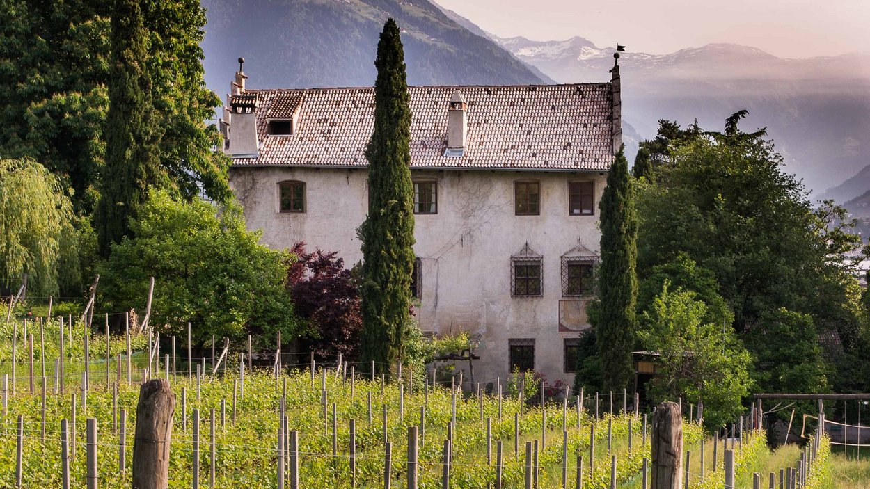Das Weingut Kränzelhof – ein Erlebnis Weingarten vor einem alten Haus mit Bergen im Hintergrund