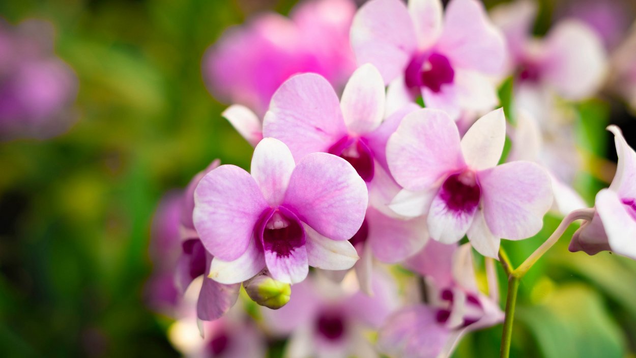 Orchideenwelt Raffeiner in Südtirol Nahaufnahme von hellrosa Orchideenblüten vor grünem Hintergrund