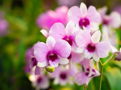 Escursione al Vorbichl Primo piano di orchidee rosa chiaro con sfondo verde sfocato