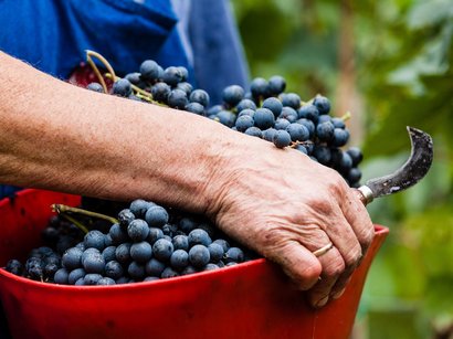Mondotreno a Rablà Mano che tiene un cestino d'uva e un falcetto durante la vendemmia