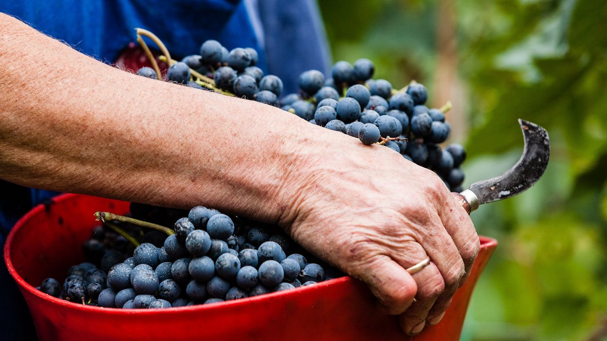 Südtiroler Weinbaumuseum Hand hält Traubenkorb und Rebschere bei der Weinlese